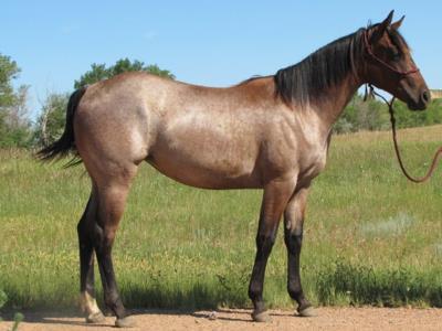 Whiskey Up Bonita JW <BR>AQHA 5819949